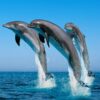 dolphin_zanzibar dolphin_zanzibar