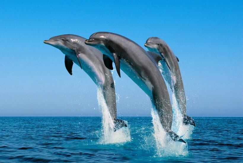 dolphin_zanzibar dolphin_zanzibar