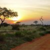 tsavo-east-park tsavo-east-park