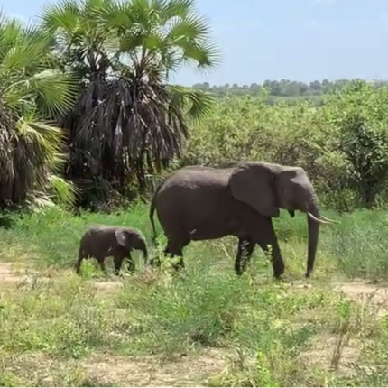 2 Days 1 Night Safari Selous Nyerere National Park