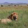 Serengeti-1 Serengeti-1