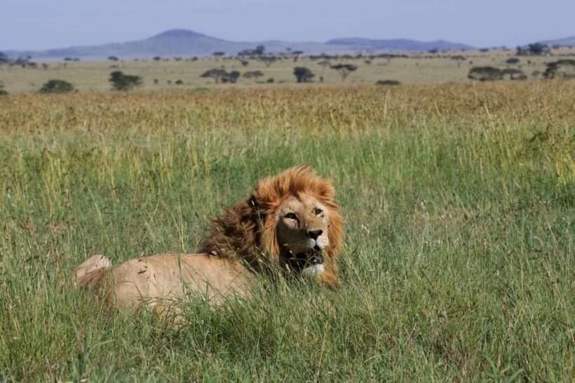 Serengeti-1 Serengeti-1