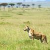 Serengeti-2 Serengeti-2