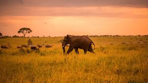 Serengeti-3 Serengeti-3