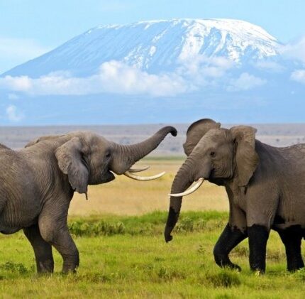 3 Days Tsavo East and Amboseli Safari