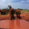 ngutuni-safari-1 ngutuni-safari-1