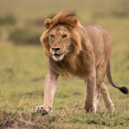 2 Days Mombasa Safari Ngutuni and Taita Hills Saltlick