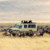 serengeti serengeti
